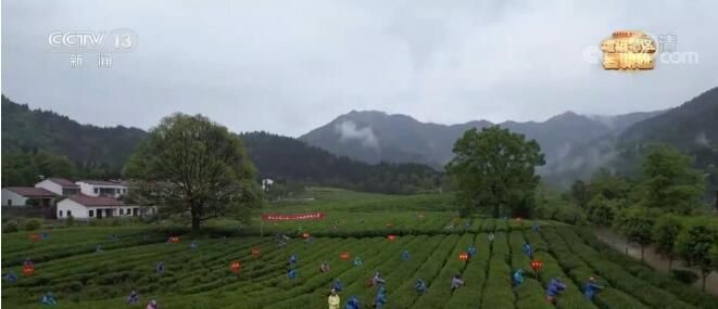 关于江西春茶采摘正当时 开启美丽乡村茶经济的消息
