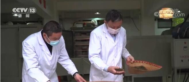关于江西春茶采摘正当时 开启美丽乡村茶经济的消息(4)