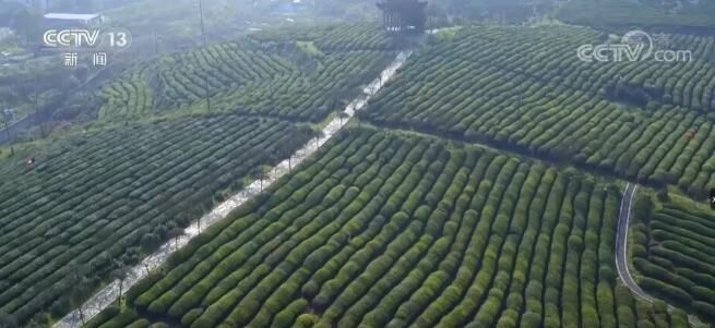 关于江西春茶采摘正当时 开启美丽乡村茶经济的消息(1)