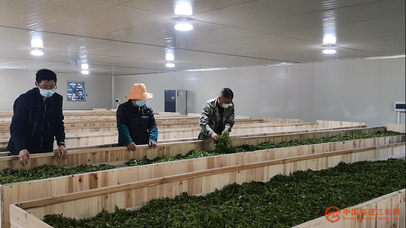 关于激活茶业经济，宁德首章村新茶厂正式投产运营的消息(2)