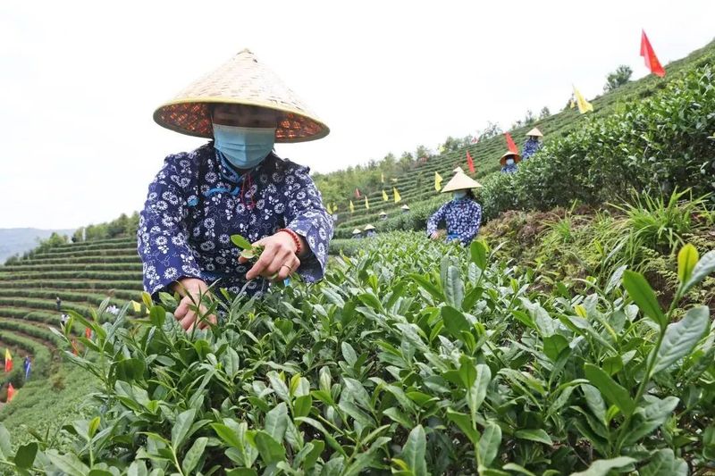 关于2022年安溪开茶节成功举办！的最新消息(2)