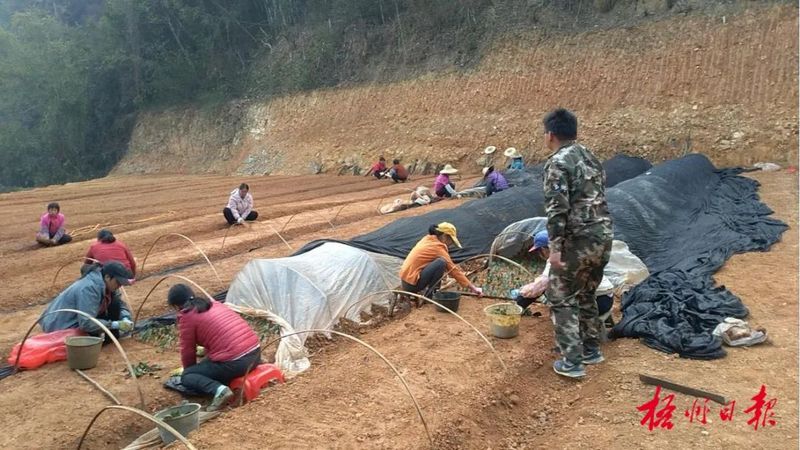 关于支持打造六堡茶产业全产业链条！梧州市各级财政资金将投入超5亿元支持六堡茶产业的最新消息(1)