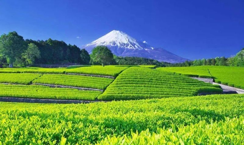 有关于1千克10万元人民币 日本新茶拍卖价格创新高的信息