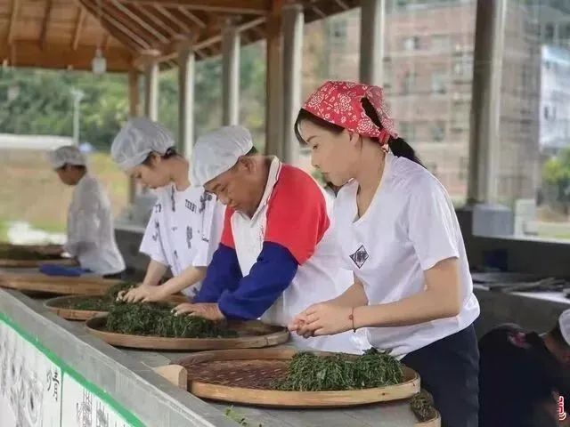关于梧州大力打造六堡茶科技人才培训新高地的资讯