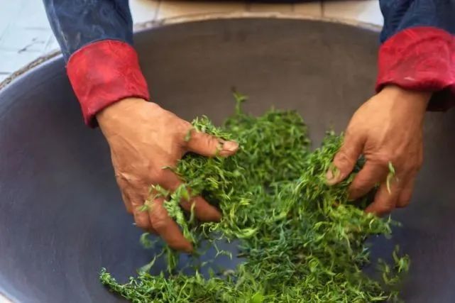关于梧州大力打造六堡茶科技人才培训新高地的资讯(2)