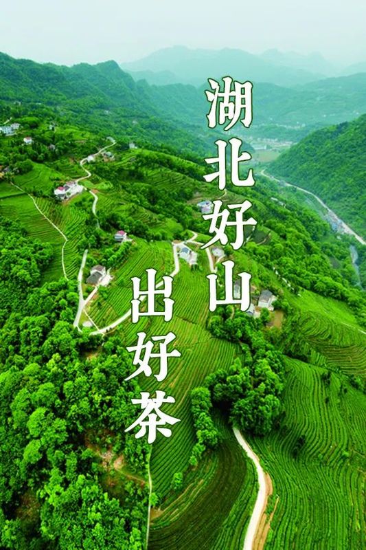 有关于茶香四溢的湖北出了两件大事：产量跃居中国第二；有了自己的代言茶礼——还可读、可听的相关信息(4)