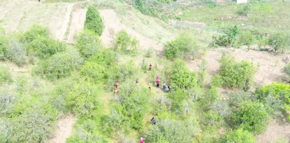 关于镇沅：“四爷”打笋山茶开采 “茶王”“茶后”分别以4万元和3.9万元的价格拍出的资讯(9)