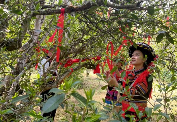 关于镇沅：“四爷”打笋山茶开采 “茶王”“茶后”分别以4万元和3.9万元的价格拍出的资讯(6)