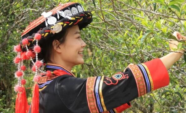 关于镇沅：“四爷”打笋山茶开采 “茶王”“茶后”分别以4万元和3.9万元的价格拍出的资讯(3)