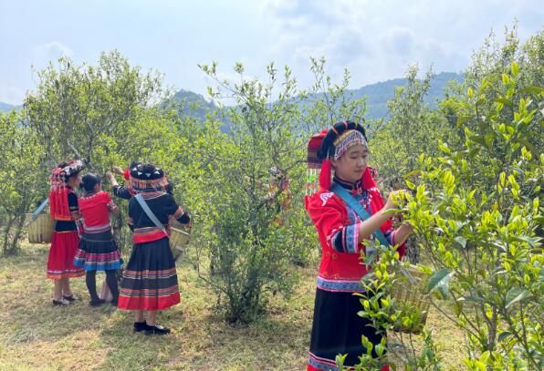 关于镇沅：“四爷”打笋山茶开采 “茶王”“茶后”分别以4万元和3.9万元的价格拍出的资讯(5)
