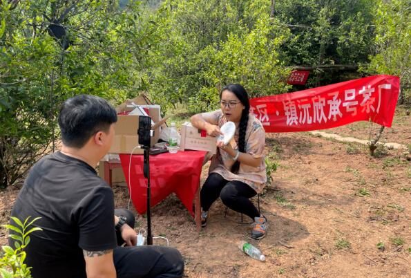 关于镇沅：“四爷”打笋山茶开采 “茶王”“茶后”分别以4万元和3.9万元的价格拍出的资讯(8)