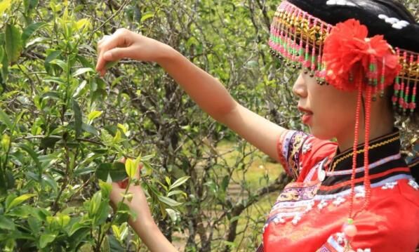 关于镇沅：“四爷”打笋山茶开采 “茶王”“茶后”分别以4万元和3.9万元的价格拍出的资讯(4)