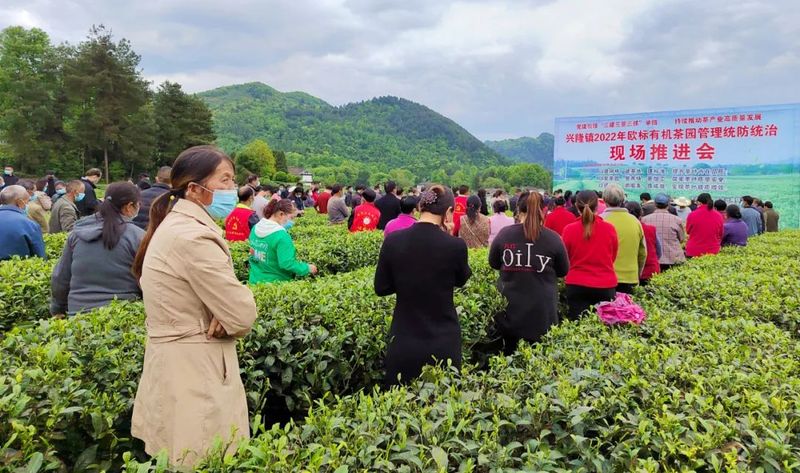 有关于建设欧标有机茶园！湄潭兴隆镇举行现场推进会的内容(1)