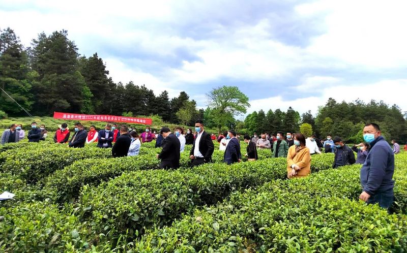 有关于建设欧标有机茶园！湄潭兴隆镇举行现场推进会的内容(2)