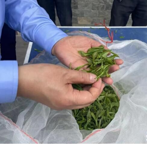 关于产量近500吨！开州一季度茶产业发展实现“开门红”的信息(3)