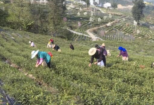 关于产量近500吨！开州一季度茶产业发展实现“开门红”的信息(1)