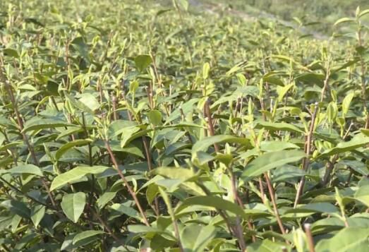 关于产量近500吨！开州一季度茶产业发展实现“开门红”的信息(2)