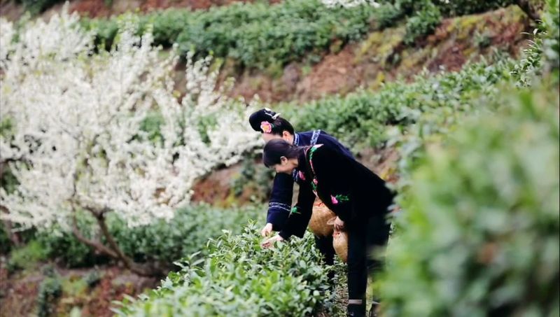 有关于黔东南州首届最美茶艺师评选结果“出炉”的消息(3)