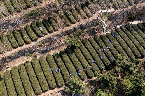 有关于崂山大田2022年有机春茶开采的资讯(2)