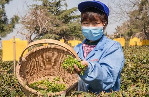 有关于崂山大田2022年有机春茶开采的资讯(1)