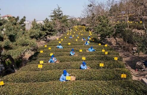 有关于崂山大田2022年有机春茶开采的资讯