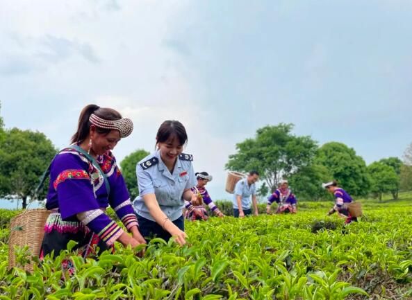 有关于景谷：税惠服务助力白茶香飘万里的内容(1)