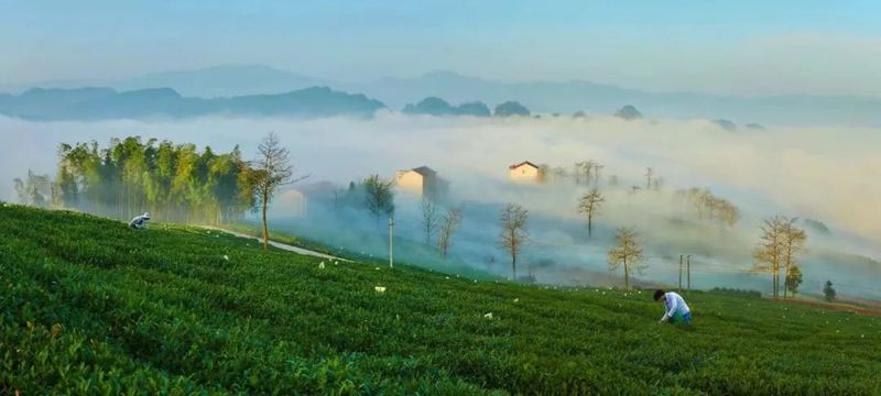 有关于2022中国茶叶大会暨第十六届新昌大佛龙井茶文化节将在新昌举行的内容(2)