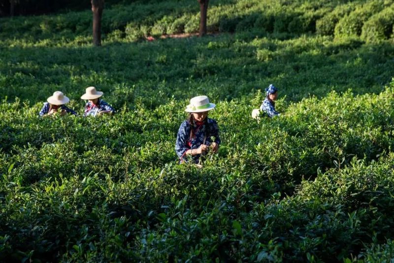有关于 九江 · 濂溪“茶王争霸赛”等五大茶事活动 助力茶商大会启幕的资讯