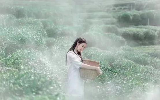 有关于 九江 · 濂溪“茶王争霸赛”等五大茶事活动 助力茶商大会启幕的资讯(5)