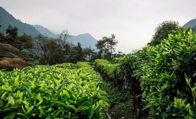 有关于紫阳县：打造富硒特色茶产业链 助力乡村振兴的信息(1)