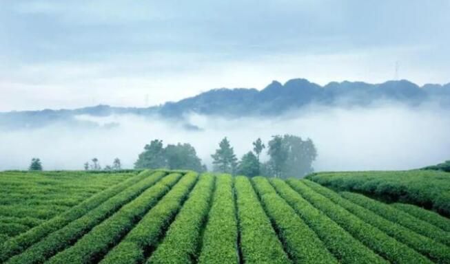 有关于紫阳县：打造富硒特色茶产业链 助力乡村振兴的信息(2)