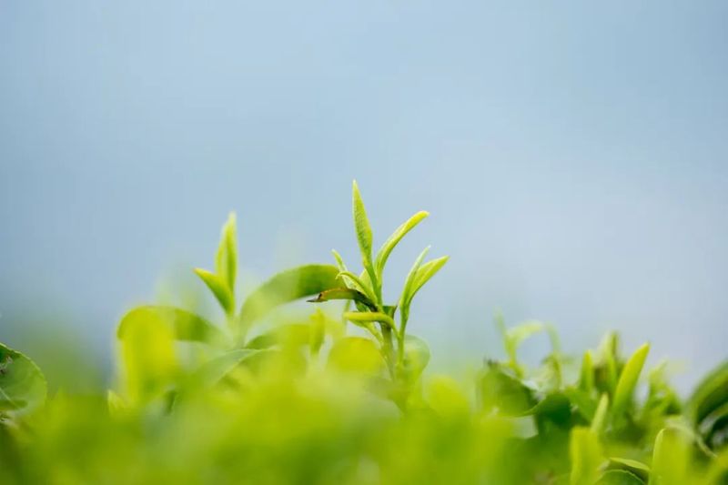 有关于春茶专题①  2022年春茶生产市场要闻（2）的消息(1)