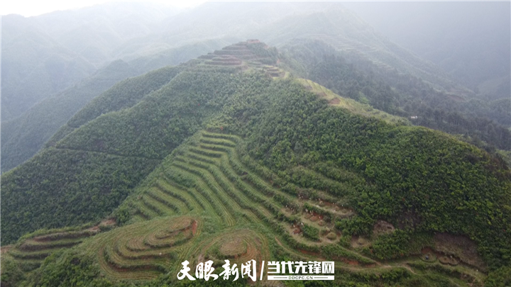 有关于“感恩茶”种成“黄金芽”，“白叶一号”茶苗捐赠帮扶的贵州故事的信息(3)