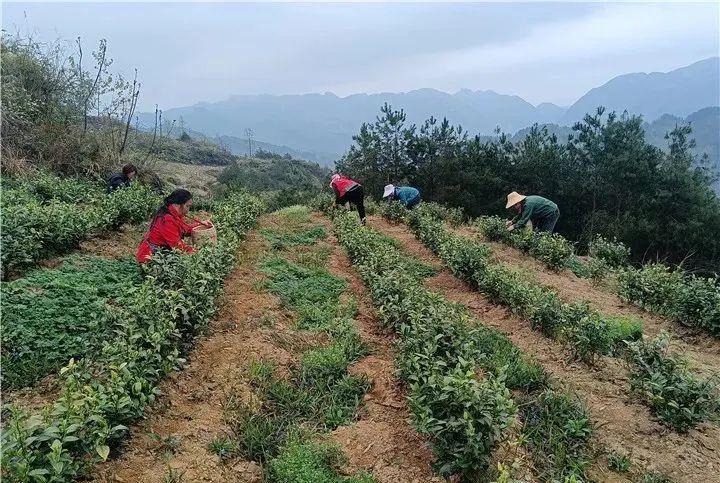 有关于“感恩茶”种成“黄金芽”，“白叶一号”茶苗捐赠帮扶的贵州故事的信息(2)