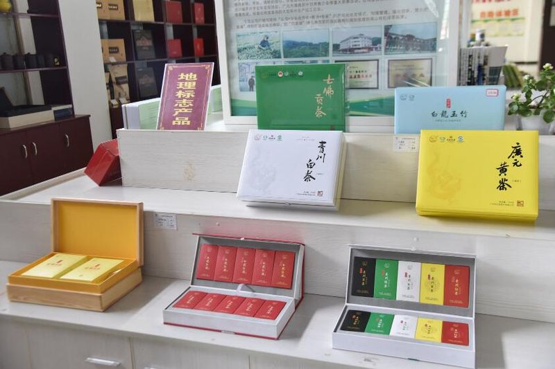 关于一叶白茶“绿”青川 “扶贫苗”成“致富茶”的内容
