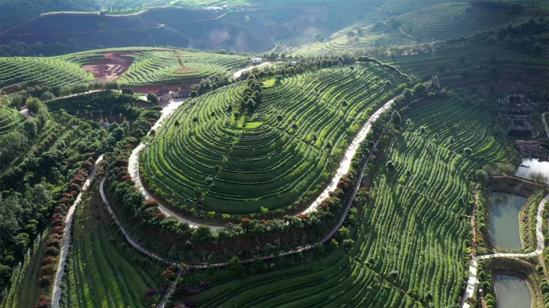 关于茶优则“茶游”：双江走上茶旅融合发展之路的内容(2)