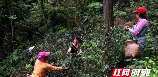 关于新邵：深山野茶成为村民增收“金叶子”的新闻