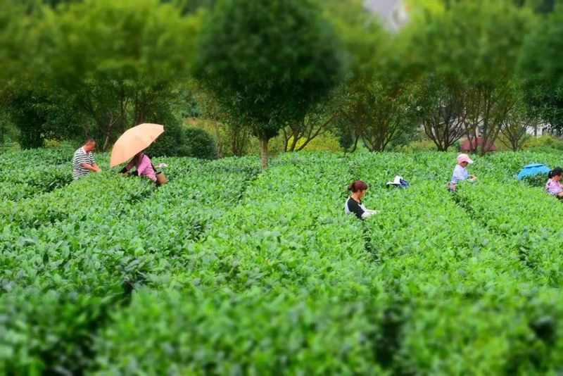 关于五一假期 最惬意的劳动就是去美美地采茶的新闻(1)