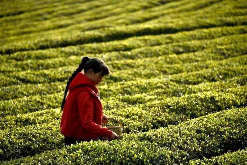 关于五一假期 最惬意的劳动就是去美美地采茶的新闻(14)