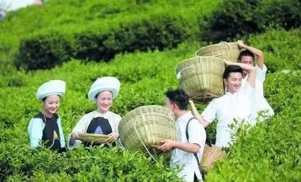 关于五一假期 最惬意的劳动就是去美美地采茶的新闻(16)