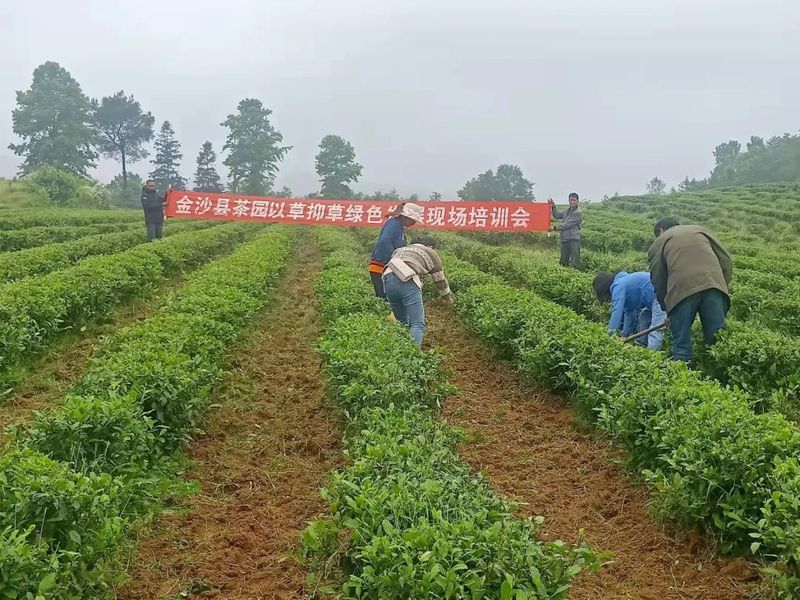 有关于金沙县开展茶园以草抑草绿色防控现场培训会的消息(1)