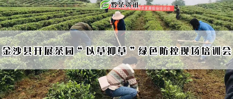 有关于金沙县开展茶园以草抑草绿色防控现场培训会的消息