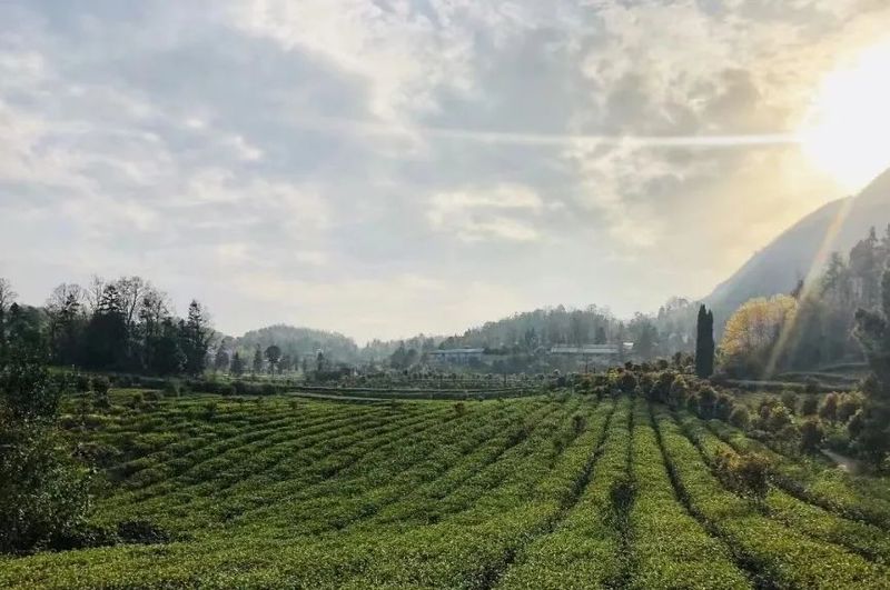 有关于金沙县开展茶园以草抑草绿色防控现场培训会的消息(4)
