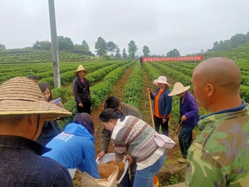 有关于金沙县开展茶园以草抑草绿色防控现场培训会的消息(2)