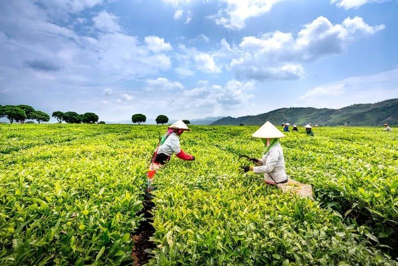 关于4月茶行业资讯汇总的相关内容(4)
