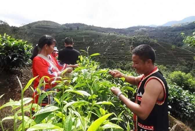 有关于普洱市宁洱县依托茶产业走出绿色致富路的最新消息