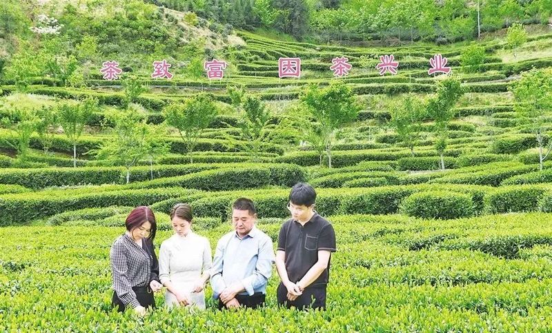 关于陕西汉滨:用心做好硒茶的资讯