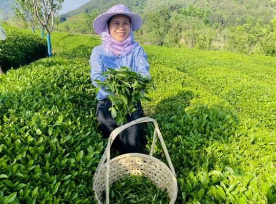 有关于凝聚“她”力量 助力乡村振兴生态茶产业发展的相关内容(1)