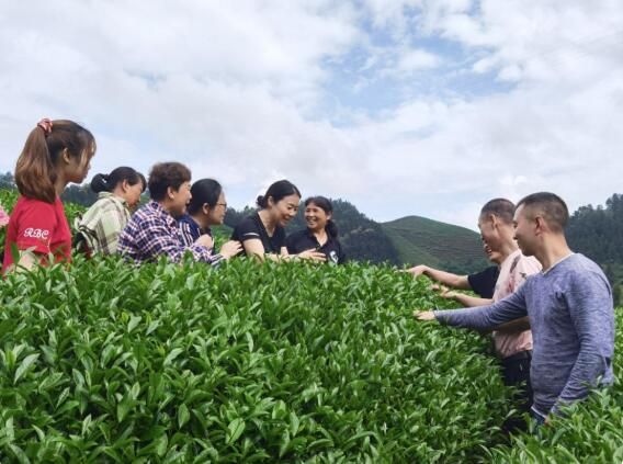 有关于凝聚“她”力量 助力乡村振兴生态茶产业发展的相关内容