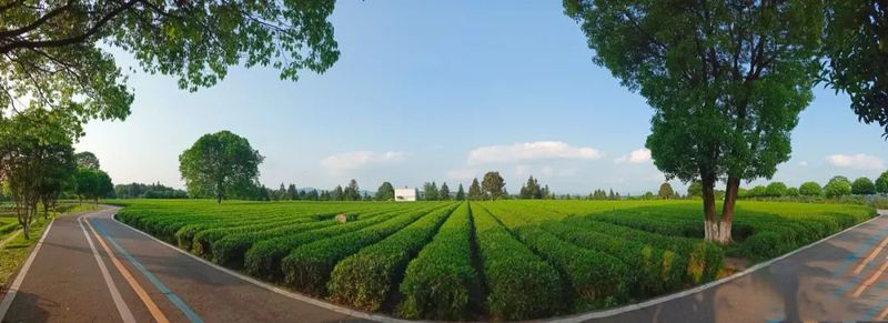 有关于一片小叶子撬动大产业，“潇湘”茶“走红”的背后逻辑的相关内容(3)
